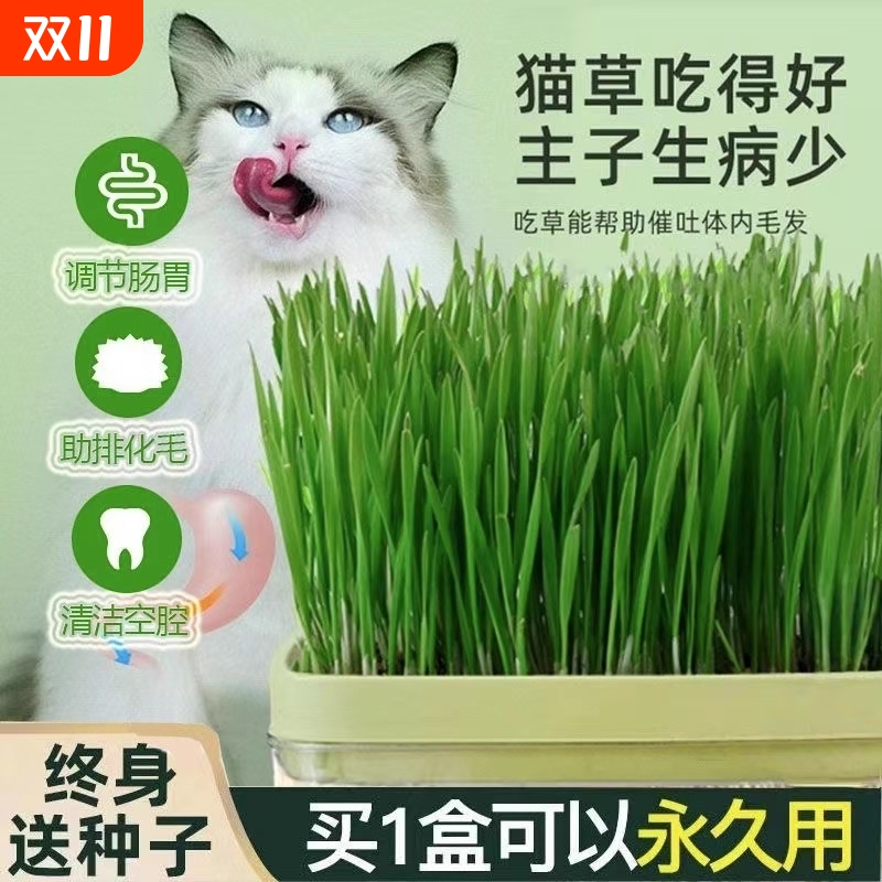 猫草盆栽种籽水培盒懒人种植化毛球片小麦种子育苗盘零食无土植物