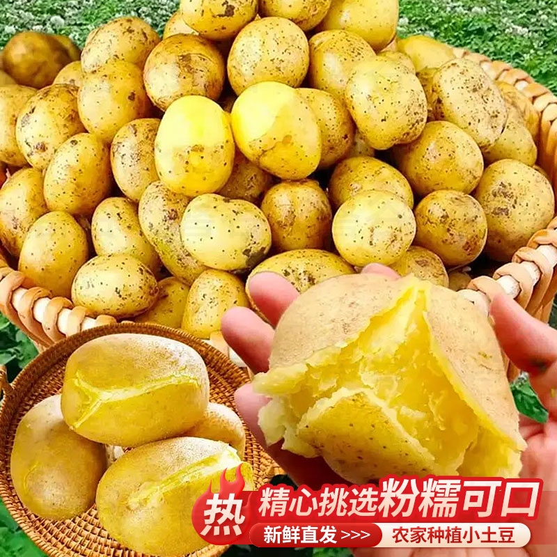 恩施农家小土豆富硒高山淡黄心5斤装丑洋芋马铃薯新鲜土豆种下单