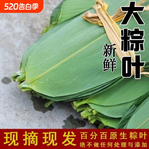 特大新鲜粽叶100片天然野生箬叶包粽子叶子非干粽叶新叶竹叶包邮
