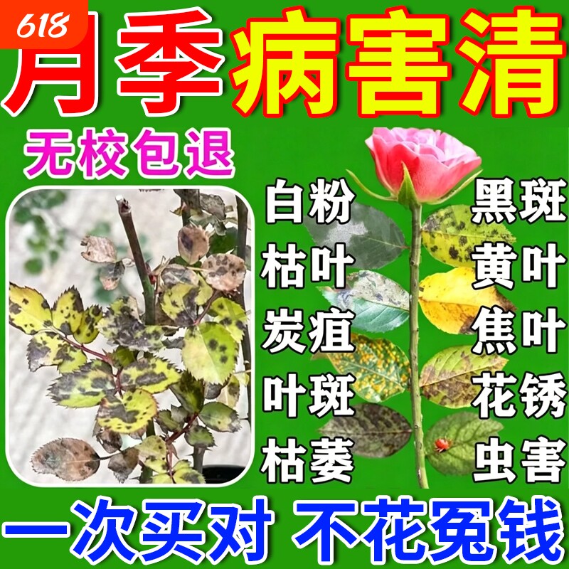 月季花开花专用肥料玫瑰花防黄叶黑斑病虫害爆笋促芽催开花营养液