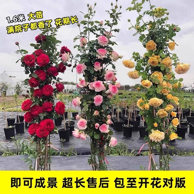 1米6特大蔷薇花苗藤本月季爬藤绿植物阳台四季开花卉盆栽玫瑰庭院