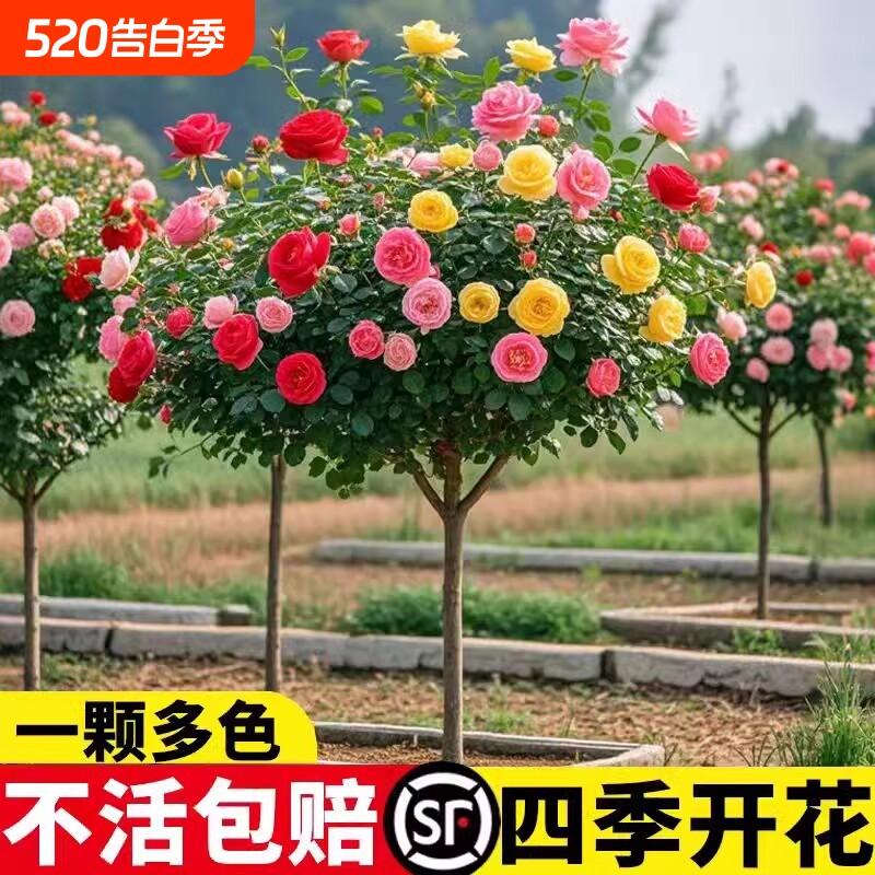 棒棒糖树桩月季花苗树状特大花朵四季开花卉植物庭院盆栽玫瑰树苗
