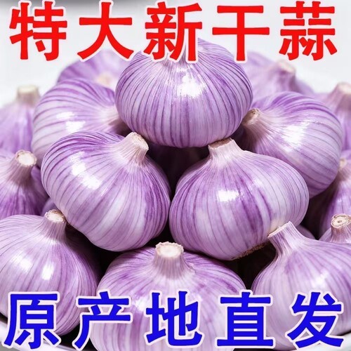 山东金乡农家干大蒜特大果