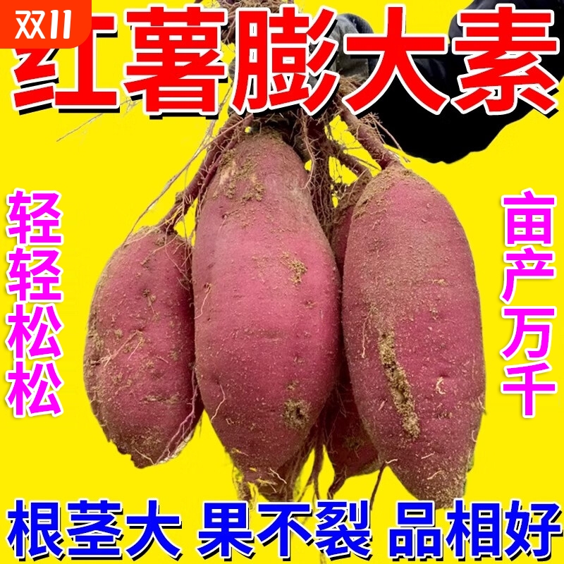 红薯控旺膨大素增产药地下根茎猛长专用药肥料红薯宝宝控旺膨大剂
