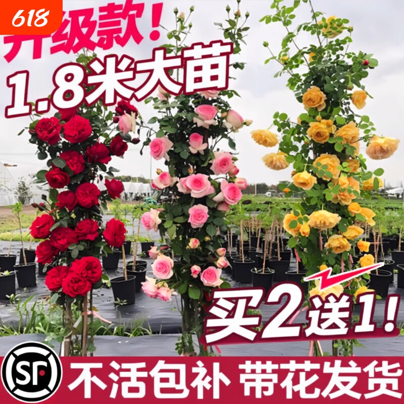 1米8母系特大苗蔷薇花苗藤本月季爬藤植物花卉盆栽玫瑰树苗四季开