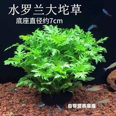 养鱼水罗兰坨草自带坨基造景阴性增氧净水后景新手水草植物好养活