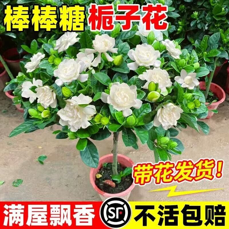 棒棒糖栀子花盆栽带花苞四季植物阳台独杆栀子花卉开花大绿植老桩图片