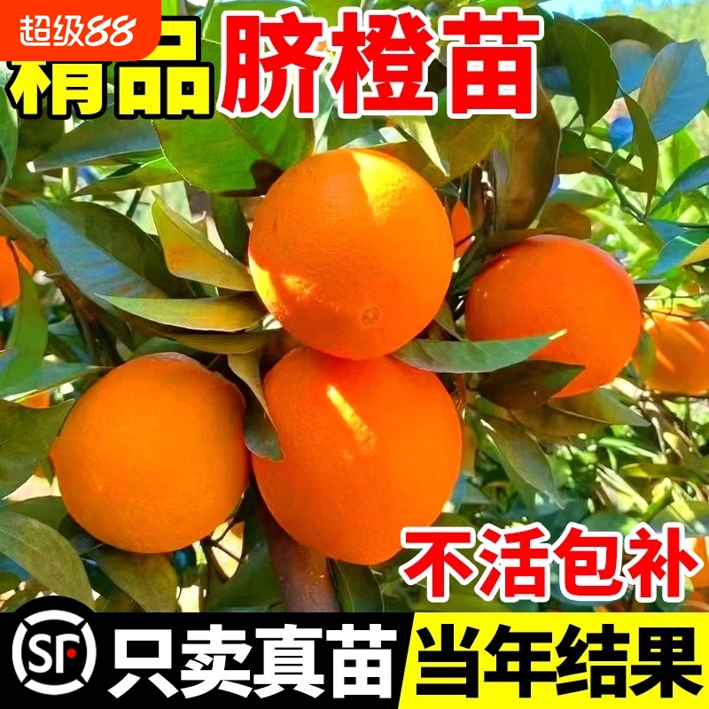 赣南脐橙果苗|超2000次加购