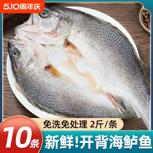 海鲈鱼开背新鲜冷冻深海七星鲈鱼鲜活海卢鱼水产烤鱼半成品商用