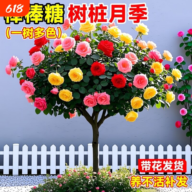 棒棒糖树桩月季花苗特大四季花卉老桩玫瑰花树苗开花阳台果汁庭院