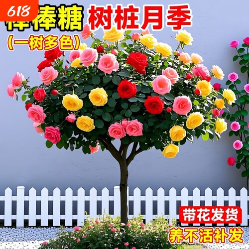 棒棒糖树桩月季花苗特大四季花卉老桩玫瑰花树苗开花阳台果汁庭院