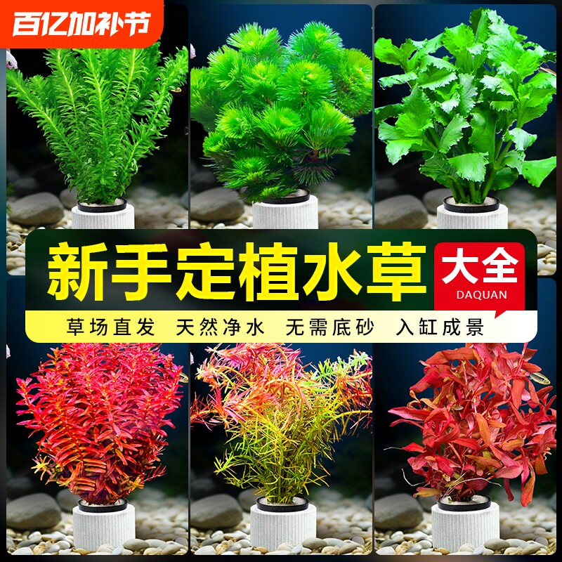 水草植物鱼缸造景活真草水榕草缸绿植阴性蜈蚣草绿菊定植漂浮固定