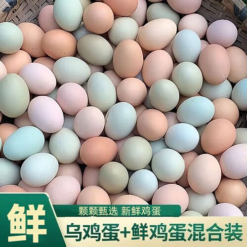 甄选鲜鸡蛋50枚混合装鸡蛋自养谷物绿壳鸡蛋月子蛋乌鸡新鲜早餐