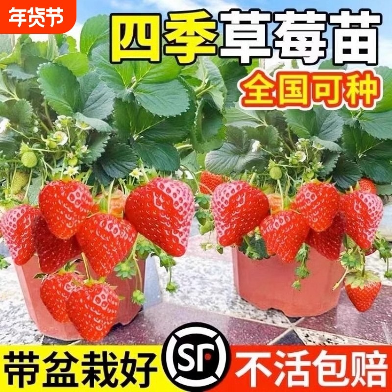 奶油草莓苗盆栽带盆带土种籽子红颜四季结果阳台种植新苗秧黑珍珠,鲜花速递/花卉仿真/绿植园艺,果树,淘宝优惠券,粉丝福利购,淘宝优惠卷