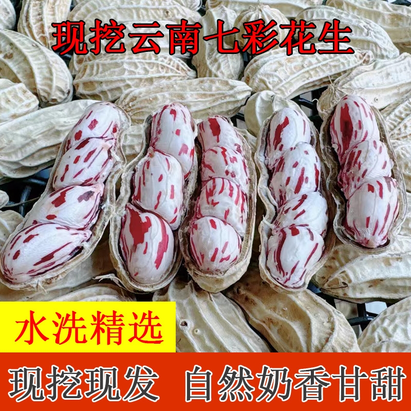 2025现挖云南七彩花生新鲜湿花生农家新鲜带壳生花生原味可水煮