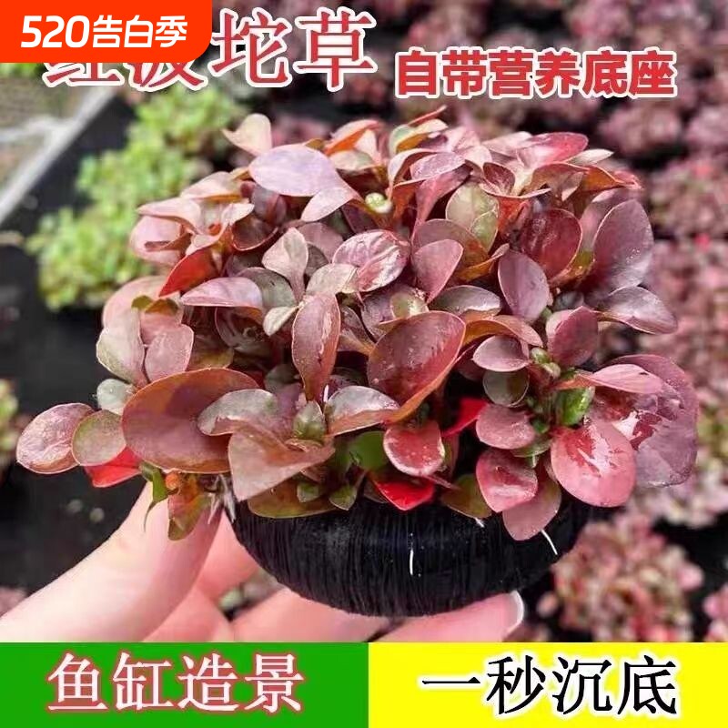红波坨草 懒人免打理 沉底即活 造景增氧 鱼缸必备活体水草