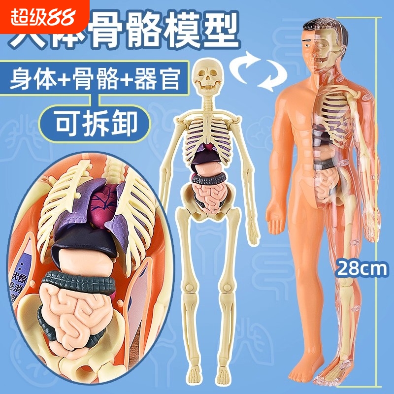 可拆卸拼装人体模型结构全身骨骼器官3d骨架医学解剖仿真儿童玩具