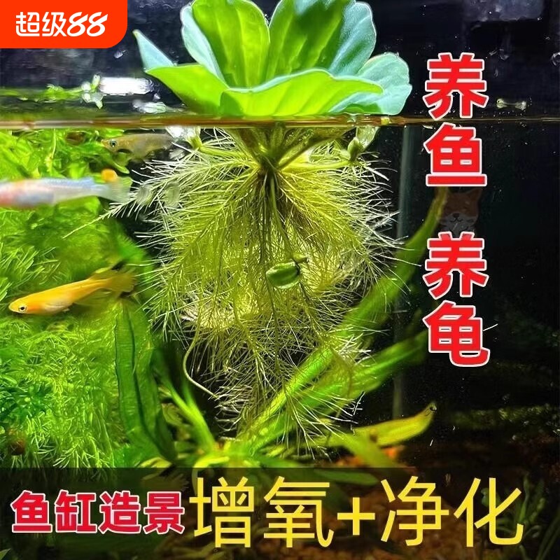 水芙蓉浮萍净化水质水培绿植庭院办公室鱼虾龟缸造景增氧漂浮水草图片