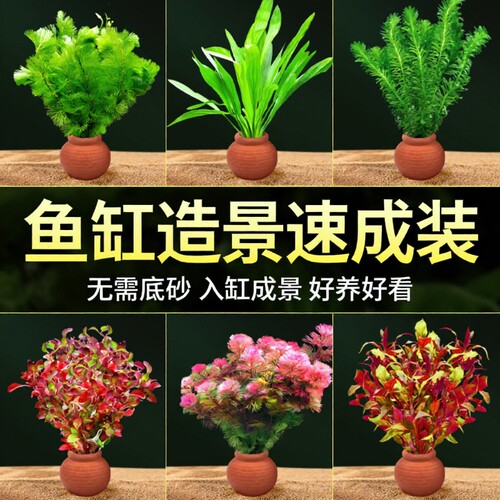 鱼缸增氧水草套餐大叶绿菊蜈