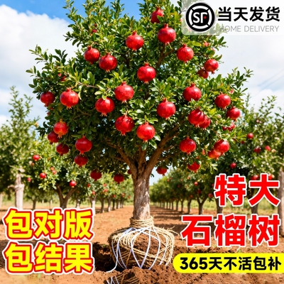 特大石榴树树苗庭院带土果苗
