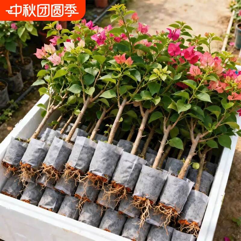 重瓣三角梅盆栽带花老桩小苗爬藤植物花卉四季多季开花阳台水果图片