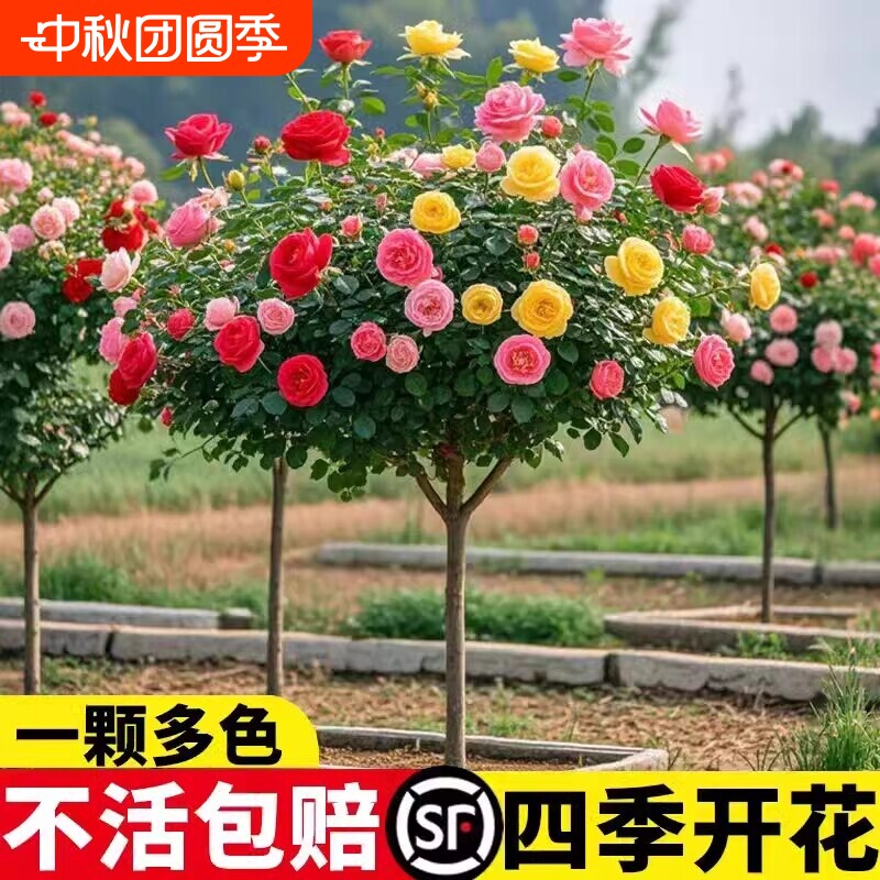 棒棒糖树桩月季花苗树状特大花朵四季花卉植物庭院盆栽老桩玫瑰树图片