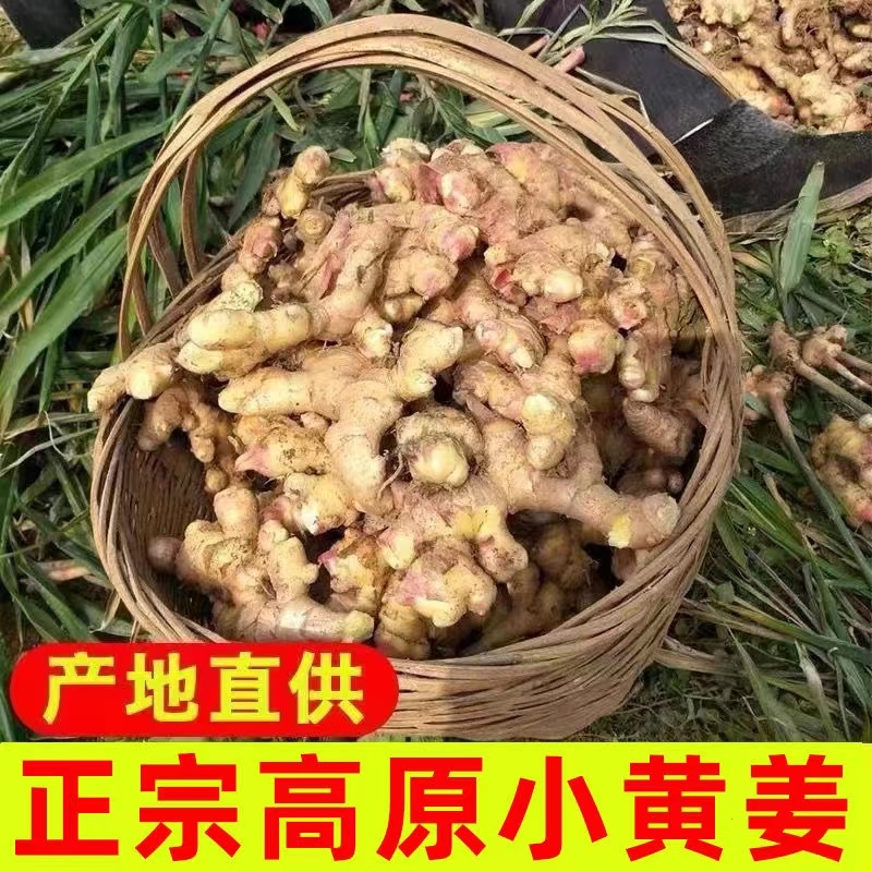 【优质】云南高山小黄姜现发姜菜带泥现挖新鲜老姜整箱农家月子姜