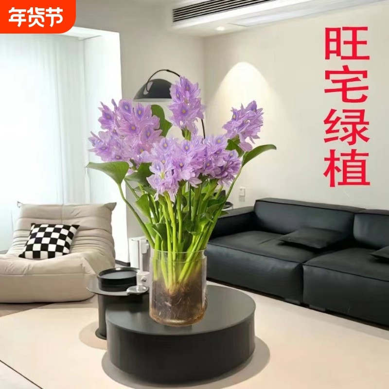 招财元宝开紫色花室内桌面盆栽客厅办公室旺宅懒人好养活耐寒耐旱,鲜花速递/花卉仿真/绿植园艺,时令草本花卉,淘宝优惠券,粉丝福利购,淘宝优惠卷