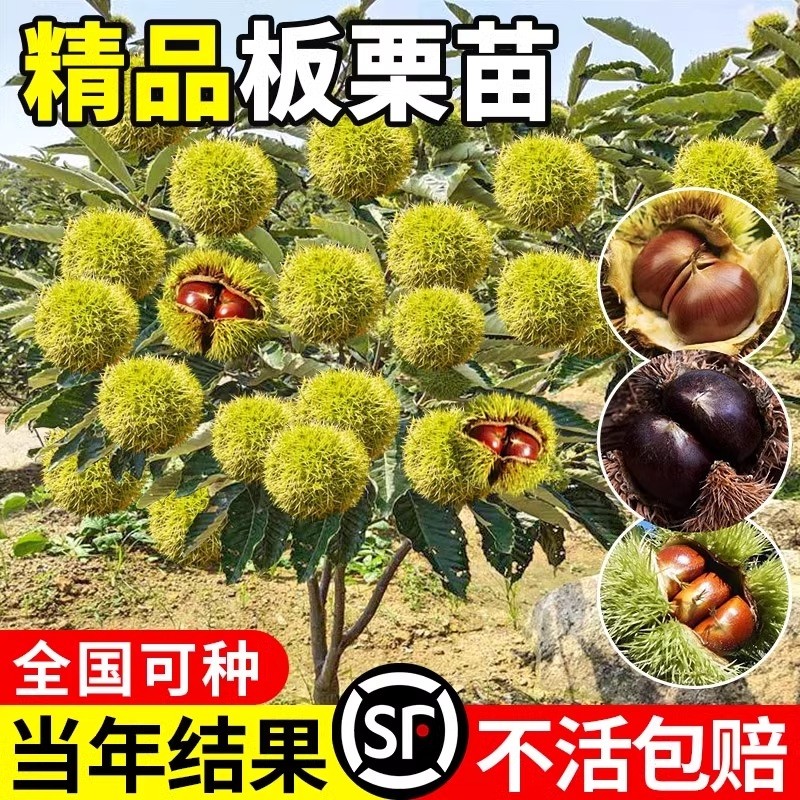嫁接板栗苗树地栽南方北方种植大红袍特大板栗树果树果苗当年结果