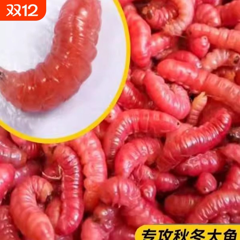 鲜活红蛆虫活饵大号小号鱼饵野钓神饵溪流河流爆护饵红曲虫饵顺丰