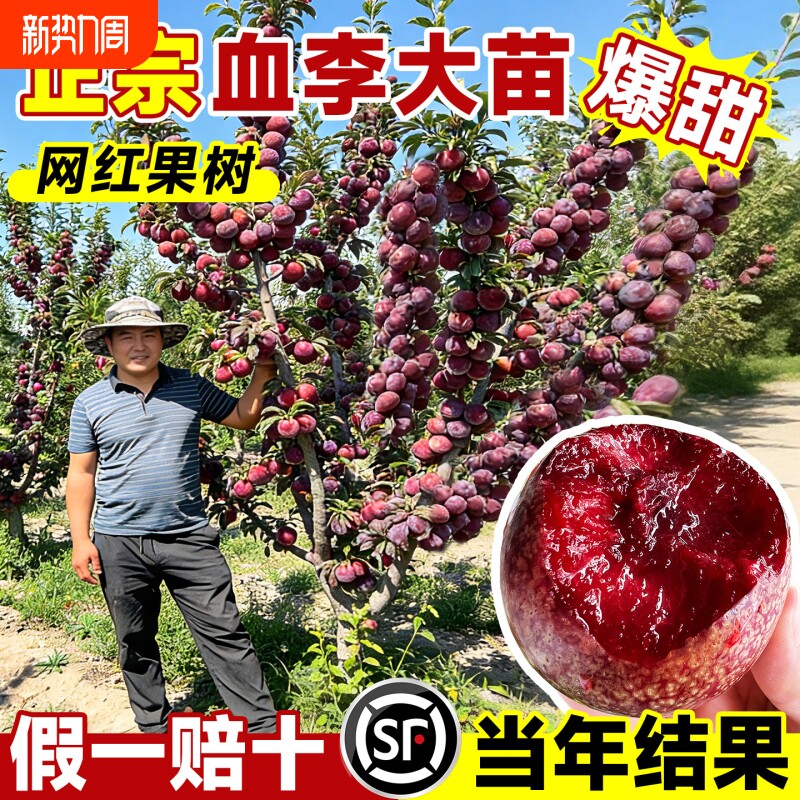 正宗恐龙蛋血李子蜂糖树苗嫁接苗爆甜大果南北方种植盆栽地栽早熟
