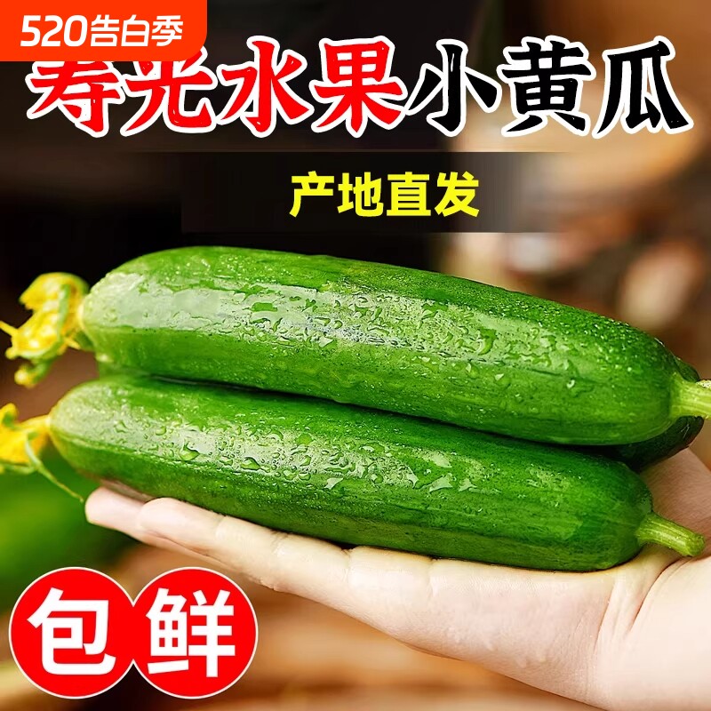 精品水果小黄瓜农家自种当季新鲜时令蔬菜寿光脆甜现摘凉拌瓜果