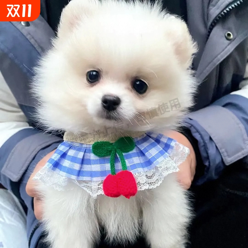 背心式狗狗牵引绳小型犬泰迪比熊博背带宠物幼犬遛狗绳狗链子