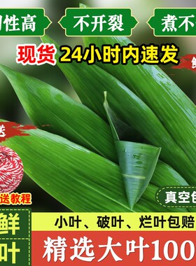 新鲜粽子叶特大号真空