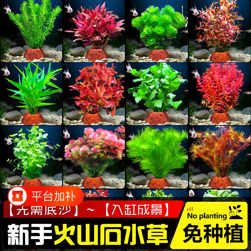 鱼缸火山石水草植物造景水培阴性蜈蚣草绿菊真草摆件水族箱全套餐