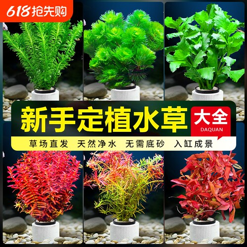 水草植物鱼缸造景阴性新手定植
