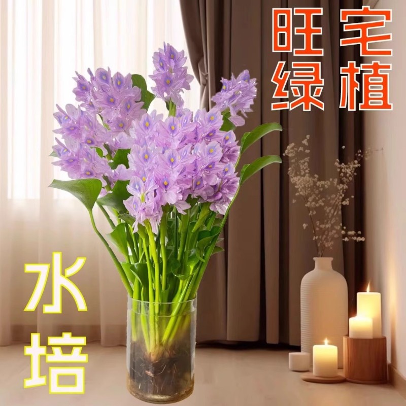 招财元宝水培水养绿植办公室庭院客厅好养常青盆栽懒人花卉桌面