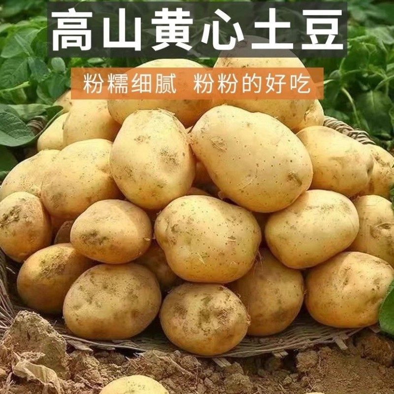 贵州威宁红皮黄心土豆10斤新鲜土豆糯口感绵密炖汤烧菜高山农产品