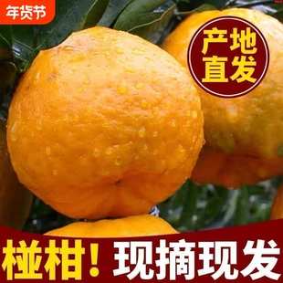 新鲜碰柑产地整箱橘子芦柑柑橘果园现摘桔子耙甜当季水果年货节
