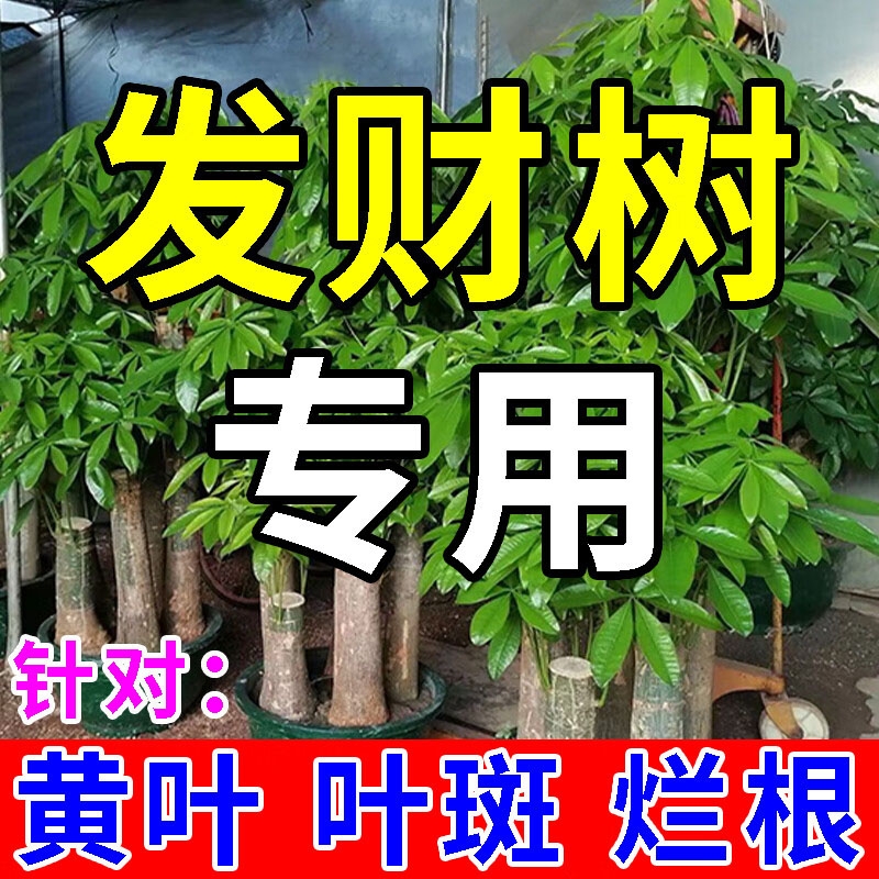 发财树专用营养液|185人收藏