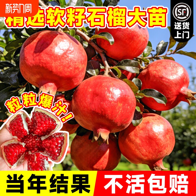 石榴树树苗突尼斯软籽无籽蒙阳红石榴盆栽庭院水果树特大带土果苗