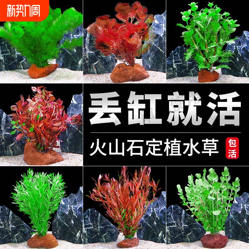 鱼缸火山石水草植物真草造景专用蜈蚣草水培绿菊水榕净化水质套餐