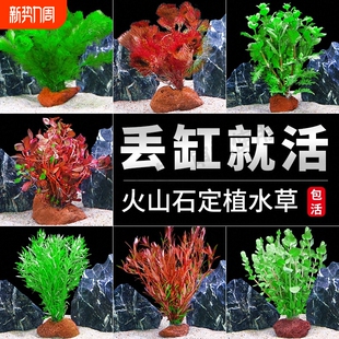 鱼缸火山石水草植物真草造景专用蜈蚣草水培绿菊水榕净化水质套餐