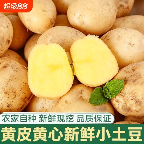 恩施富硒小土豆新鲜现挖黄心