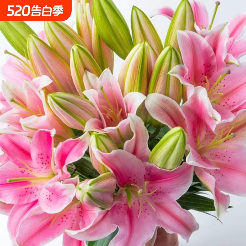 玫瑰香水百合花大花苞玫瑰鲜花插花装饰现卖云南基地直发同城速递