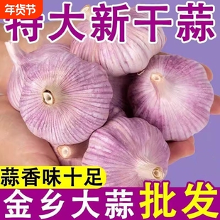 山东金乡大蒜5斤紫皮干蒜新鲜特大农家干大蒜紫白皮批发当季自种