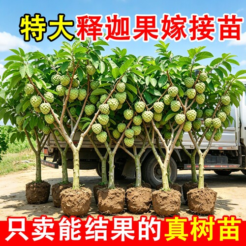 释迦果苗树特大嫁接苗凤梨释迦果树庭院南方种植盆栽地栽好养活