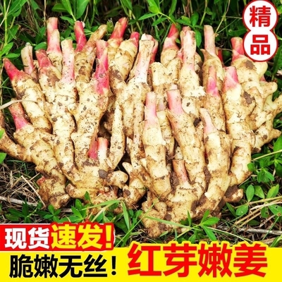云南红芽嫩姜5斤装新鲜