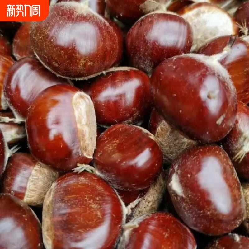 新货2025正宗迁西生栗子新鲜野生河北燕山大3113板栗油栗小毛