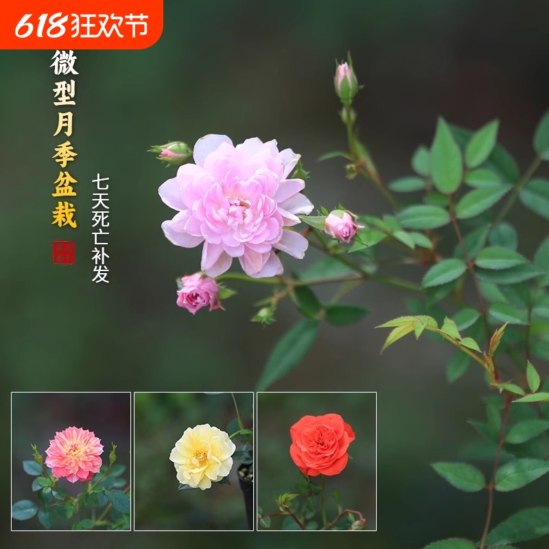 姬月季迷你小盆栽姬乙女老桩超微型月季苔藓球办公室水培桌面植物